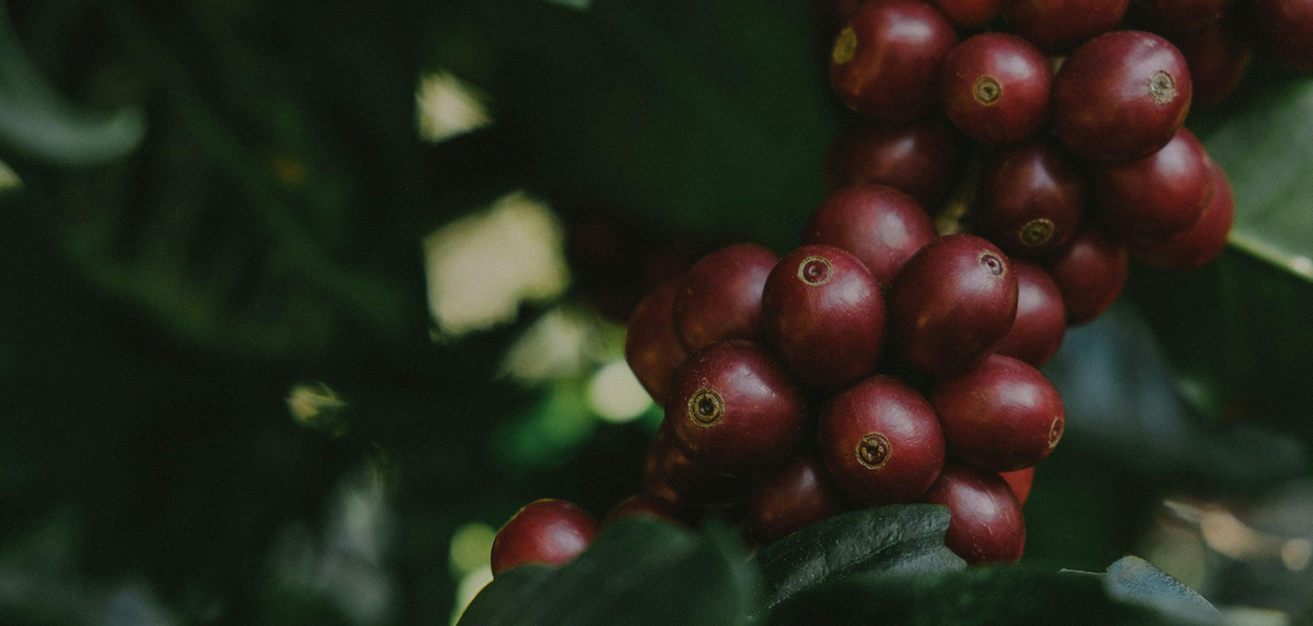 Fresh coffee bean crop